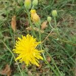 Crepis foetidaFlor