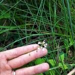 Circaea alpina Квітка