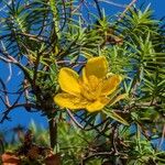 Hypericum lanceolatum Flower