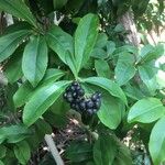 Ligustrum vulgare Vrucht