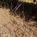 Bromus tectorum Flower