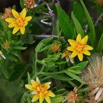 Trixis californica Hábito