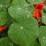 Tropaeolum minus Leaf