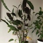 Goeppertia undulata 葉