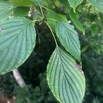 Cornus alternifolia Leaf