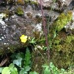 Ranunculus carinthiacus Floare