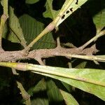 Pausandra trianae Kabuk