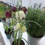 Fritillaria meleagris Fleur