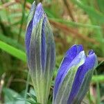 Gentiana pneumonanthe Blüte