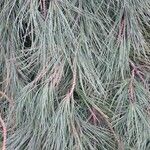 Pinus pinea Folha