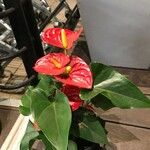 Anthurium andraeanumBlüte