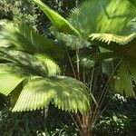 Licuala peltata Leaf