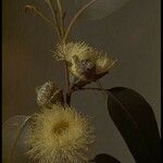 Eucalyptus globulus Flower