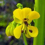 Senna marilandica Flower