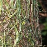 Taeniophyllum muelleri Hábito