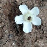 Myoporum tenuifolium Fleur