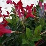 Mandevilla laxaফুল