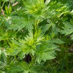 Leonurus quinquelobatus Hoja