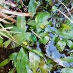 Potamogeton polygonifolius Leaf