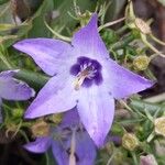 Campanula pyramidalis Λουλούδι