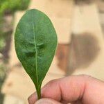 Coreopsis auriculata Leaf