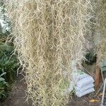 Tillandsia usneoides Levél