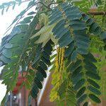 Sesbania grandiflora Leaf