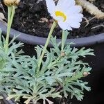 Argyranthemum frutescens Lapas