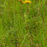Tragopogon orientalis Habit