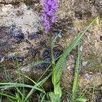 Dactylorhiza elata Blad