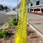 Eremurus stenophyllus Flower