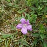 Ruellia humilisКветка