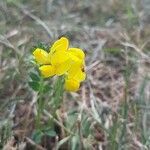 Lotus corniculatusFlor