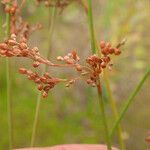 Juncus usitatus Fruitua