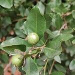 Atalantia monophylla Fruit