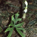 Anaphyllopsis americana 花