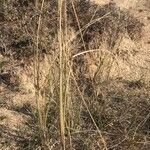 Stipa capillata Leaf