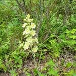 Anticlea elegans Blomma