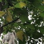 Erythrina caffra Hoja