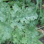 Senecio sylvaticus Blad