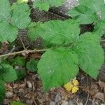 Rubus adscitus Folha