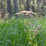 Calamagrostis canescens Цвят