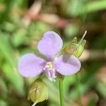 Murdannia nudiflora 花