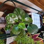 Peperomia obtusifoliaΦύλλο