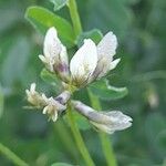 Astragalus hamosus फूल