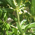 Rubia tenuifolia Цветок