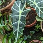 Alocasia longiloba Лист