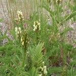 Astragalus cicer 花