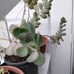 Kalanchoe laxiflora Folha