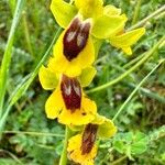 Ophrys lutea Kvet